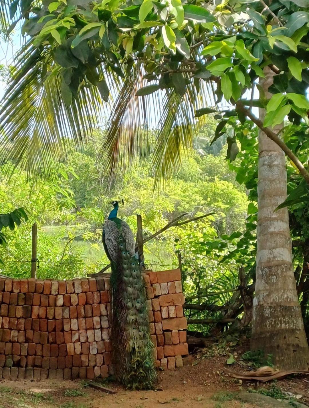 Turtle Island Cabana Tangalle Exteriör bild